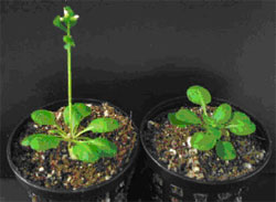  Abscisic acid has also been found to affect flowering (signaling-gateway.org). 