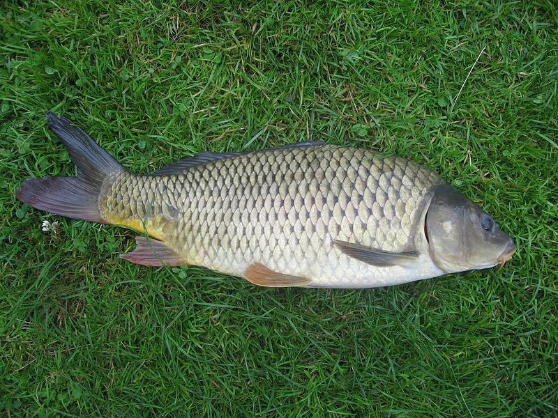  European carp ( Cyprinus carpio  ).  Credit: Dezidor, wikimedia.org 