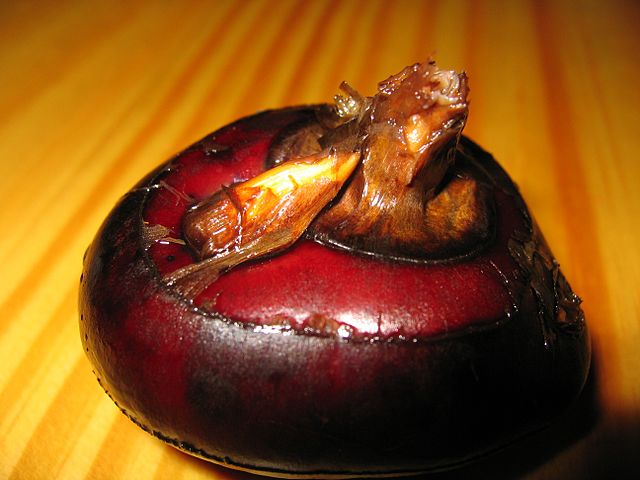  The corm of water chestnut ( Elocharis dulcis ). Credit: public domain, wikimedia.org 