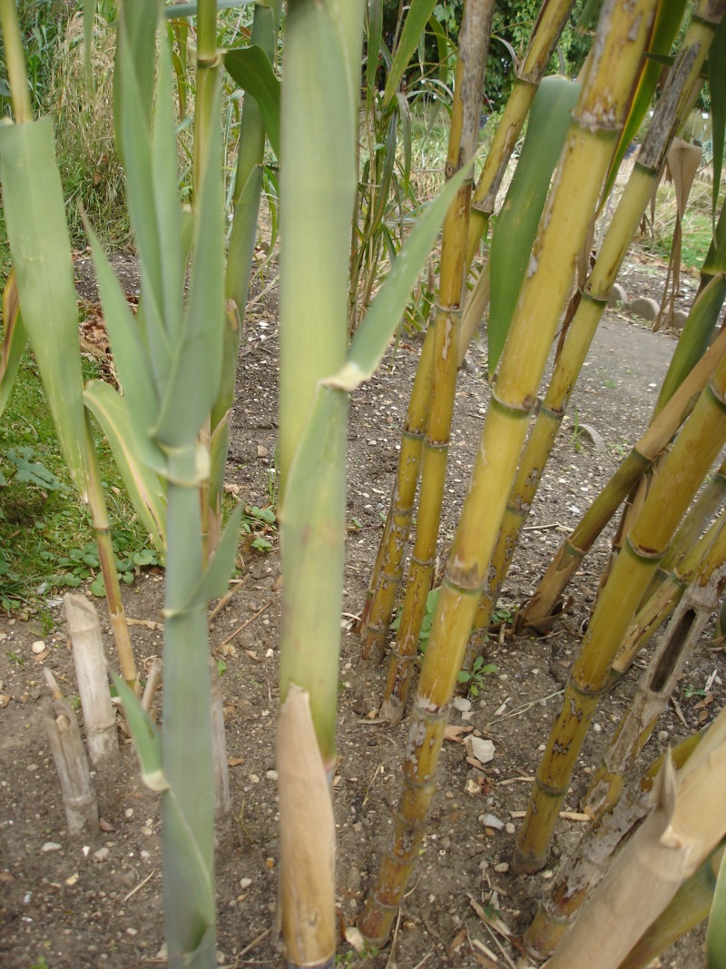  Giant cane,  Arundo donax . Credit: Bouba, wikimedia.org 
