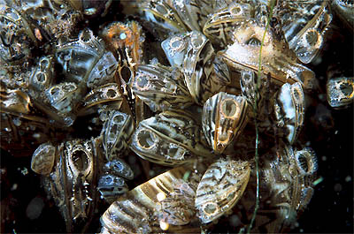  Zebra mussels. By GerardM, wikimedia.org 