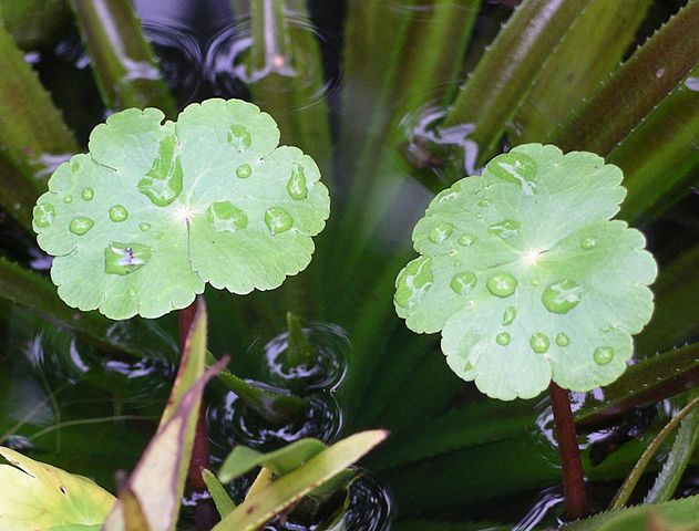  Water pennywort. Credit: Velela (assumed), public domain. Wikimedia.org 