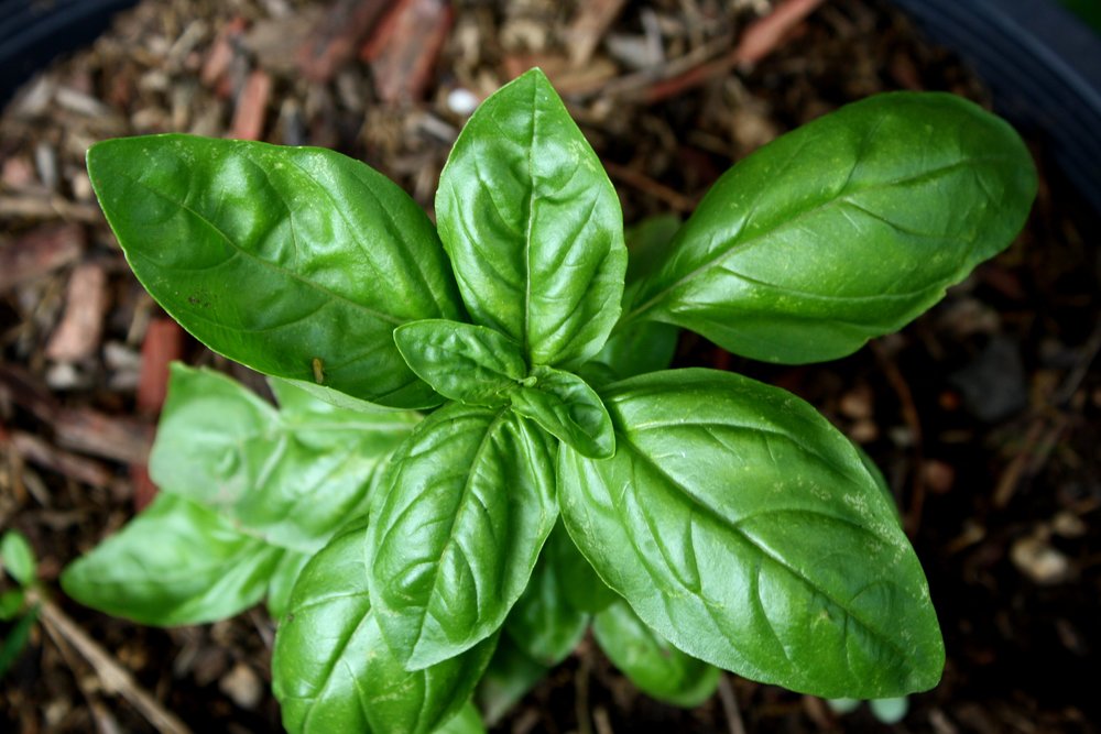  A sweet basil plant. Article: Minimal Cell Division May Explain Longevity. 