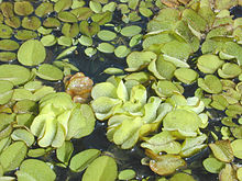  Giant Salvinia. 