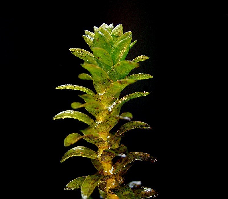  Elodea. Credit: Frank Vincentz - CC BY-SA 3.0, wikimedia.org 