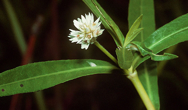  Alligatorweed (Alternanthera philoxeroides). Credit: Public Domain, wikimedia.org 