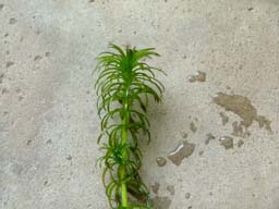  Hydrilla foliage. Credit: Michael Lo~commonswiki assumed. wikimedia.org 