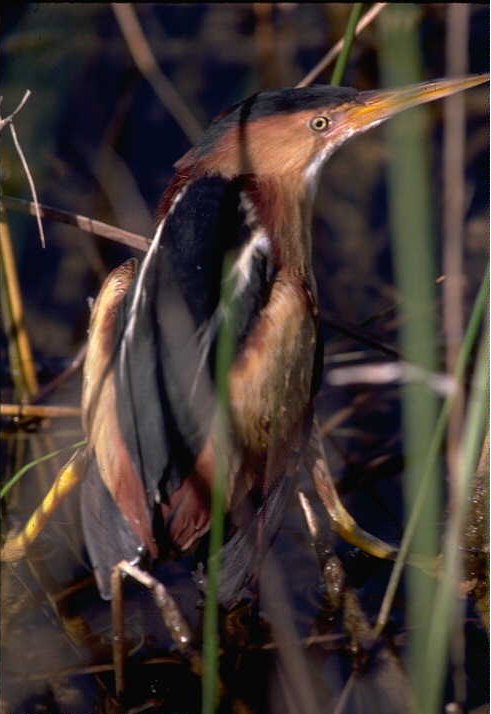  Least Bittern ( Ixobrychus exilis ). Credit: R. Bennetts, Public Domain. Wikimedia.org 