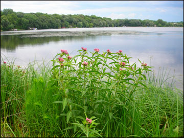  An image from the shore of McCarrons Lake. Credit: capitolregionwd.org 
