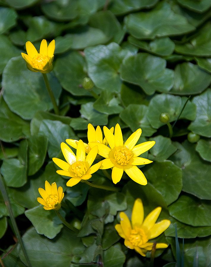  Fig buttercup ( Ficaria verna ). Credit: Michal Osmenda commons.wikimedia.org 