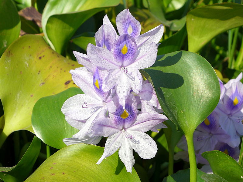  Water Hyacinth ( Eichhornia crassipes ). Credit: Wing1990hk, wikimedia.org 