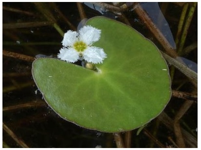  Nymphoides Balakrishnanii. Credit: indiatimes.com 