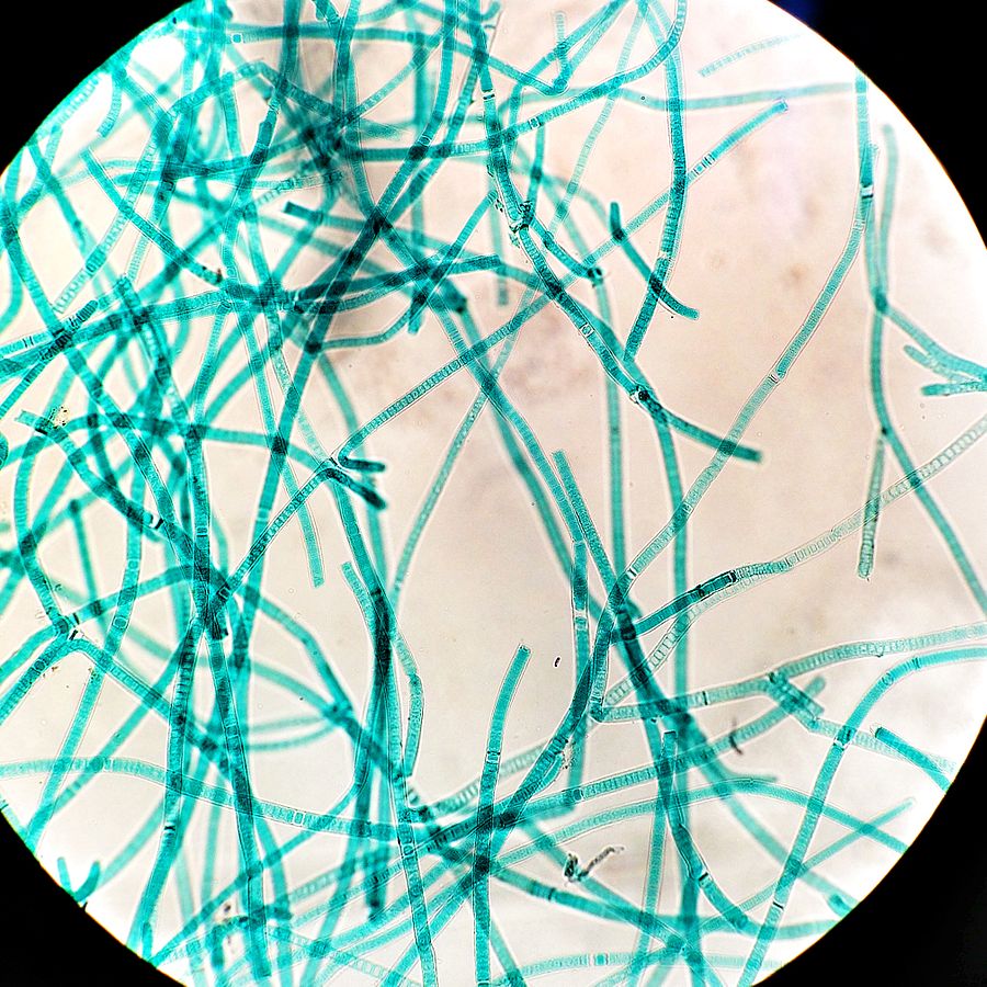  A microscopic image of the cyanobacteria, tolypothrix. Credit: Matthewjparker, wikimedia.org 