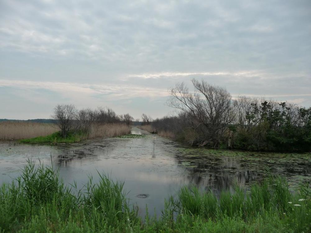  St. John's Marsh. Credit: michiganwatertrails.org 