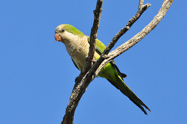  A Monk Parakeet. Formerly banned in New Hampshire, advocates of the species proved it could not survive the state's winter, making it unlikely to establish itself. It now resides on the state's list of acceptable species. Image credit: Cláudio Dias Timm, wikimedia.org 