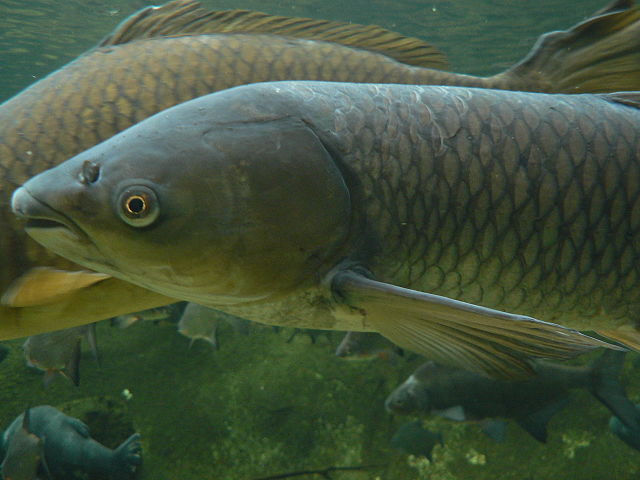  A grass carp. Credit: wikimedia.org 