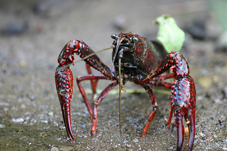  A red swamp crayfish ( Procambarus clarkii ). Credit: MikeMurphy (assumed), wikimedia.org 