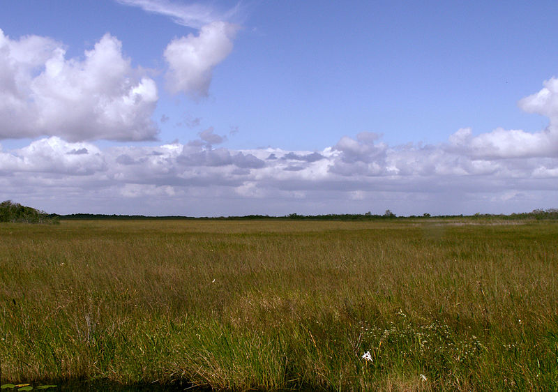  One of the Everglades' sawgrass prairies. Credit: Moni3, wikimedia.org 