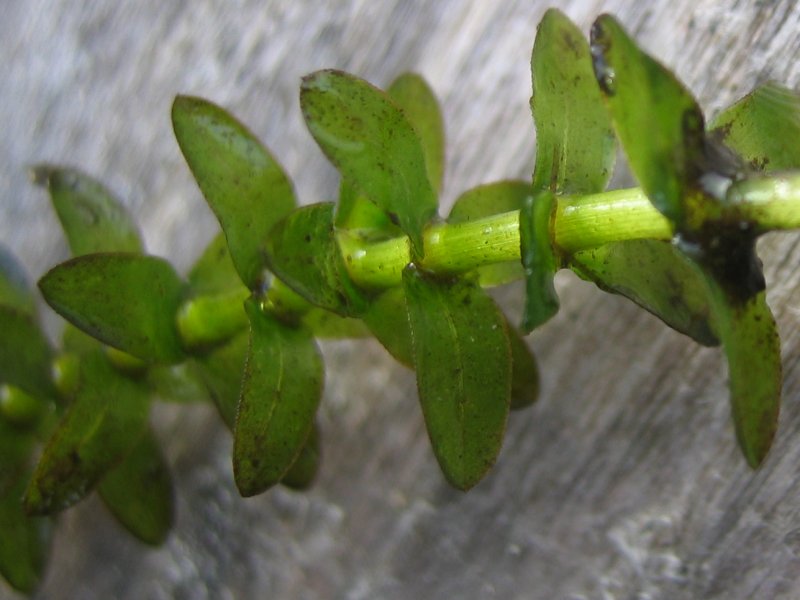  Elodea (E. canadensis). Credit: Kristian Peters, wikimedia.org 