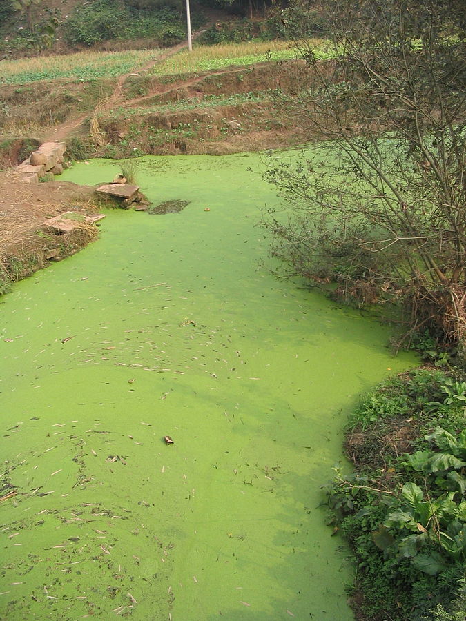  An algal bloom. Credit: Felix Andrews (Floybix), wikimedia.org 