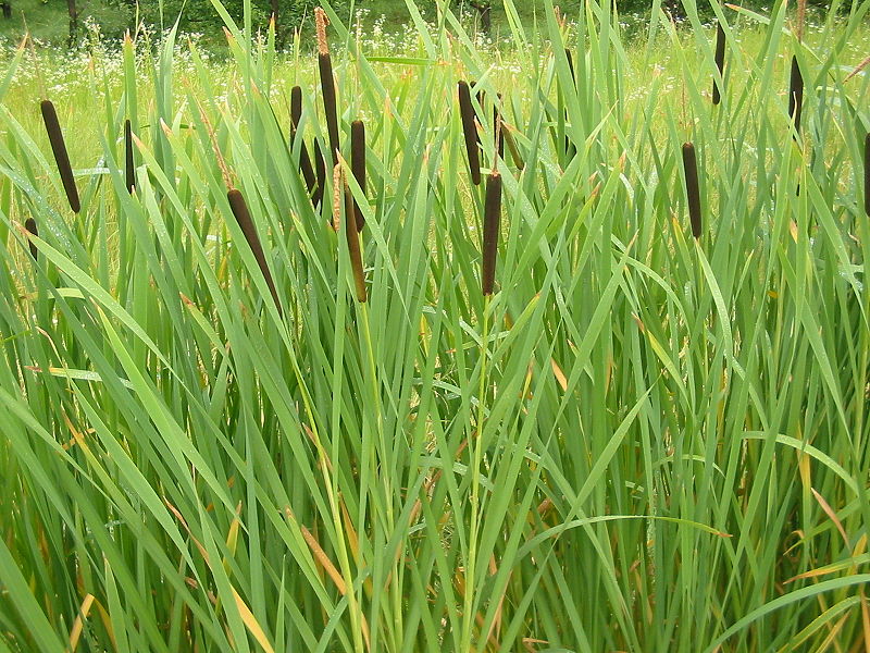  Cattails ( Typha latifolia ). A ubiquitous invasive in much of North America. Credit: Bogdan, wikimedia.org 