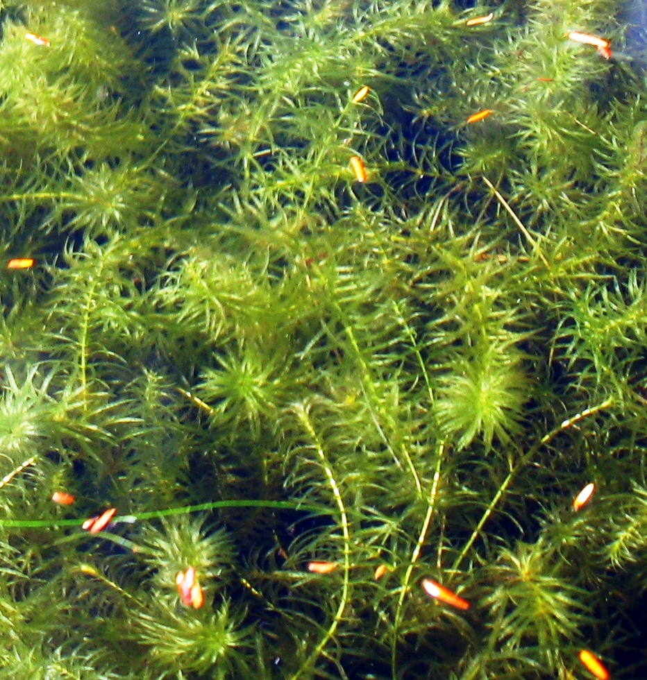  Hydrilla. Credit: northestans.org 