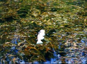  Eurasian watermilfoil. Image credit: ecy.wa.gov 