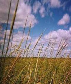  Wild rice. Public domain, wikimedia 