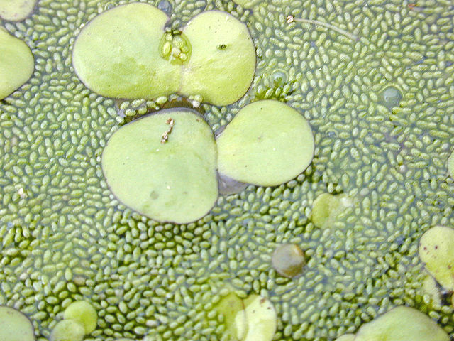  Two species of duckweed ( Spirodela polyrrhiza  and  Wolffia globosa ). Wikimedia.org 