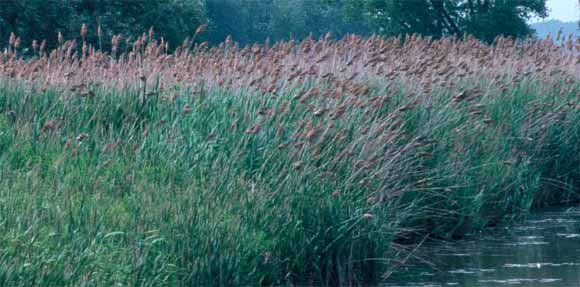  A large stand of phragmites. Image credit: invasiveplants.net 