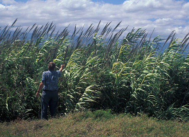  Giant Reed ( Arundo donax ). Credit: Forest and Kim Starr, Public Domain, wikimedia.org 