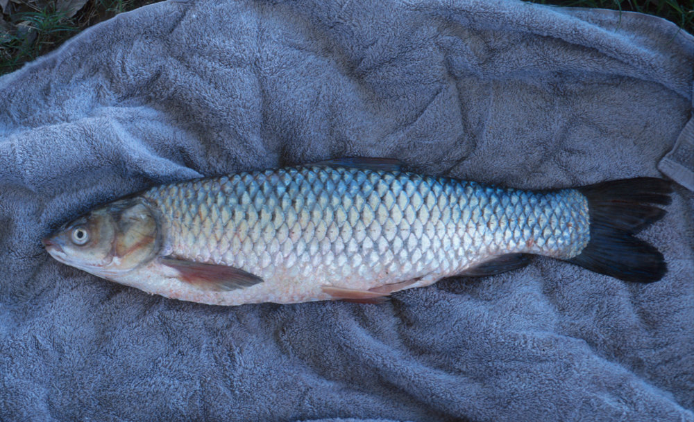  An adult Asian grass carp. Image credit: dnr.wi.gov 