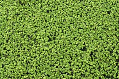  Duckweed. Image credit: ehow.com 