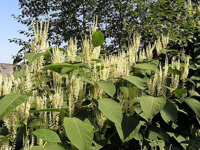  Japanese knotweed (Fallopia japonica). Credit: By MdE, wikimedia.org 