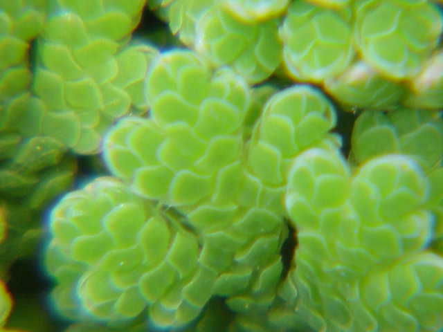  Water fern ( Azolla filiculoides ). Image credit:Kurt Stüber, part of www.biolib.de, wikimedia.org 