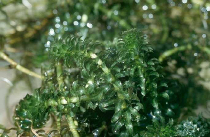  Hydrilla (Esthwaite Waterweed, water thyme). Public Domain, Wikimedia.org 