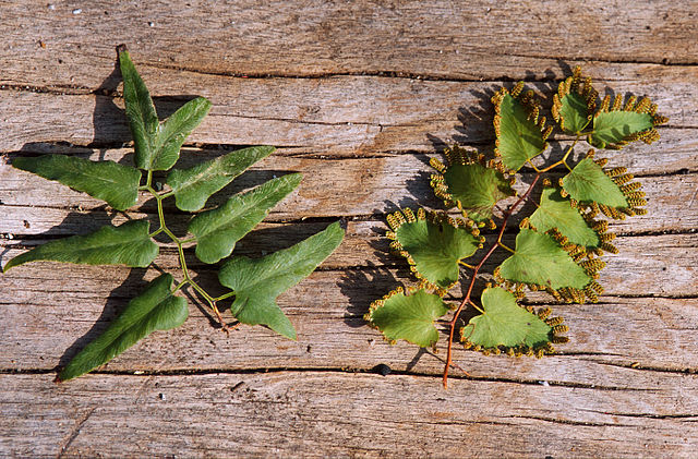  Old World Climbing Fern ( Lygodium microphyllum ). Public Domain, Wikimedia.org 