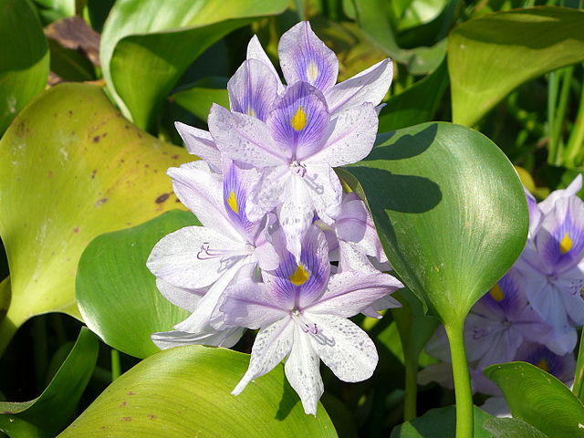  Water hyacinth ( ichhornia crassipes).  Credit: Wing1990hk - Own work, Wikimedia.org 