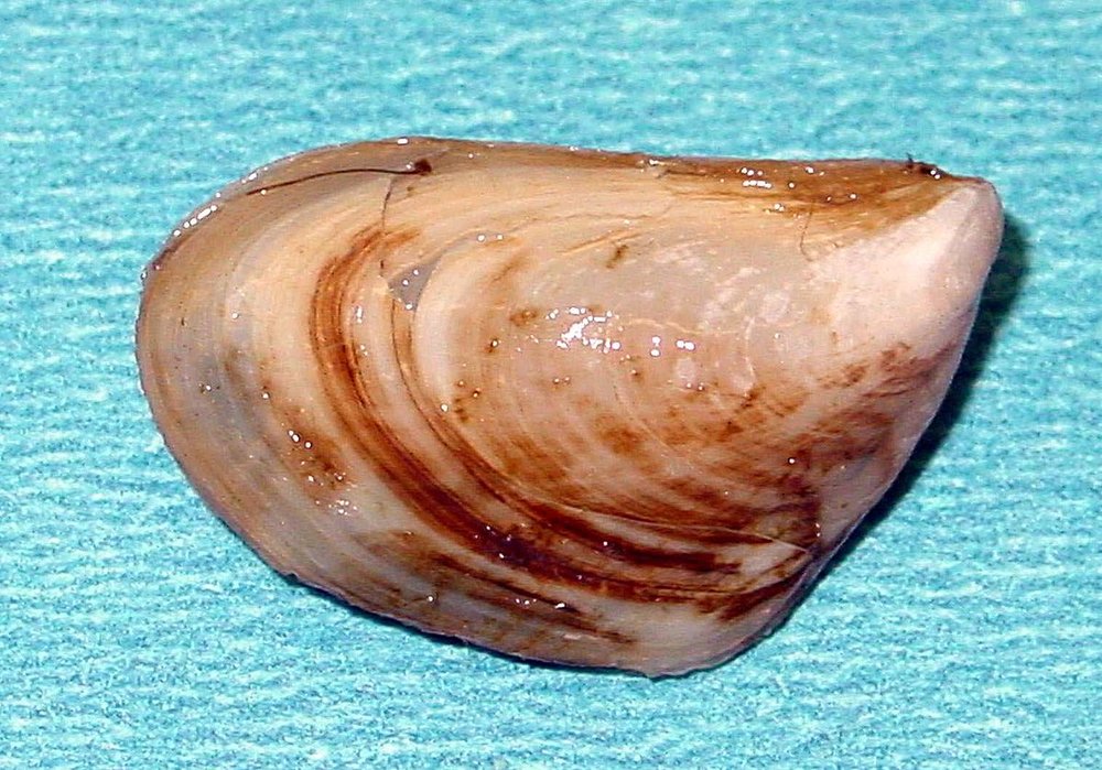  A quagga mussel. Public domain, Wikimedia.org 