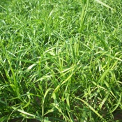 Annual Rye Grass was looked at in the study. covercrops.cals.cornell.edu 
