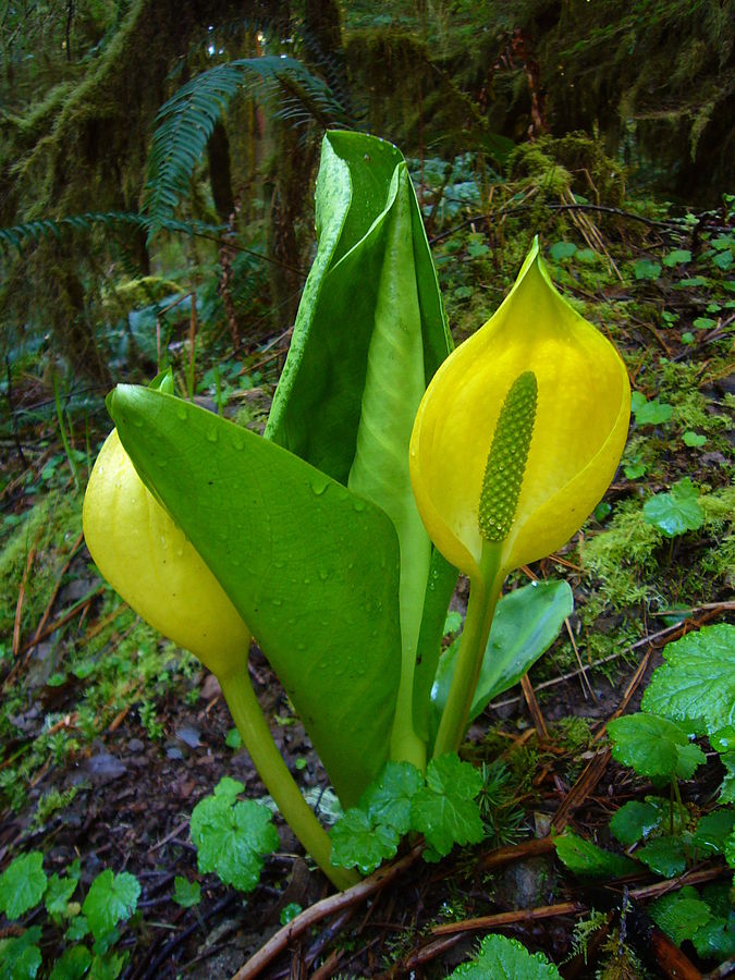  Yellow skunk cabbage ( Lysichiton americanus ). By Martin Bravenboer - Own work, Public Domain, Wikimedia.org 
