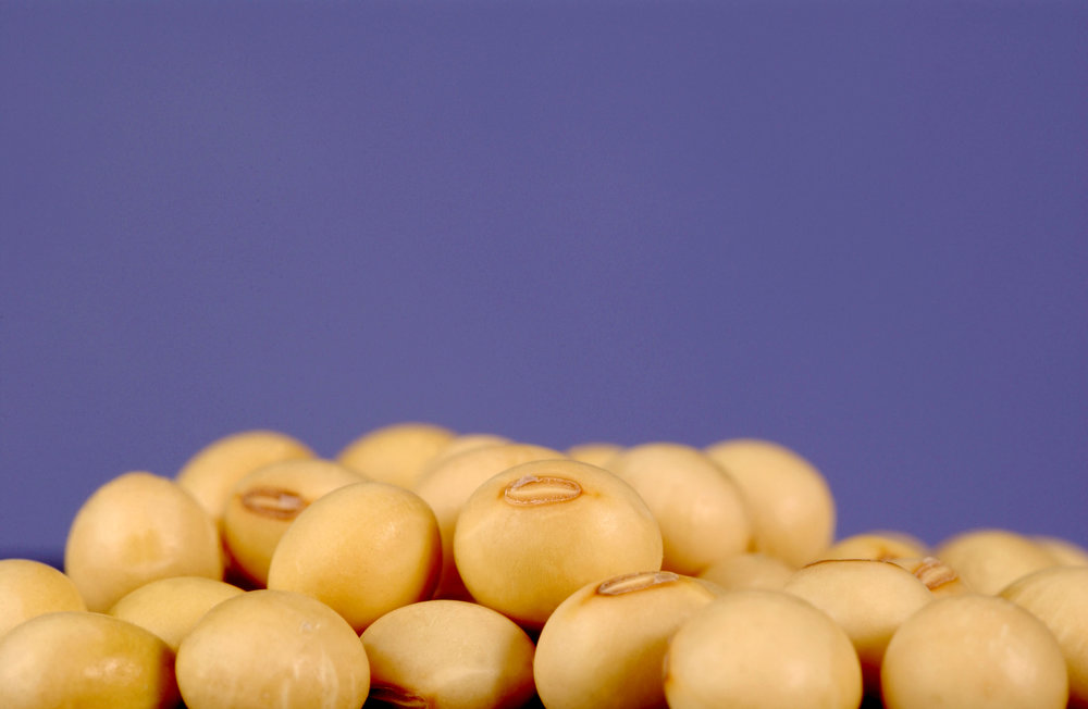  Soybeans. Image credit: Amy Wilson,  CSIRO.  scienceimage.csiro.au 