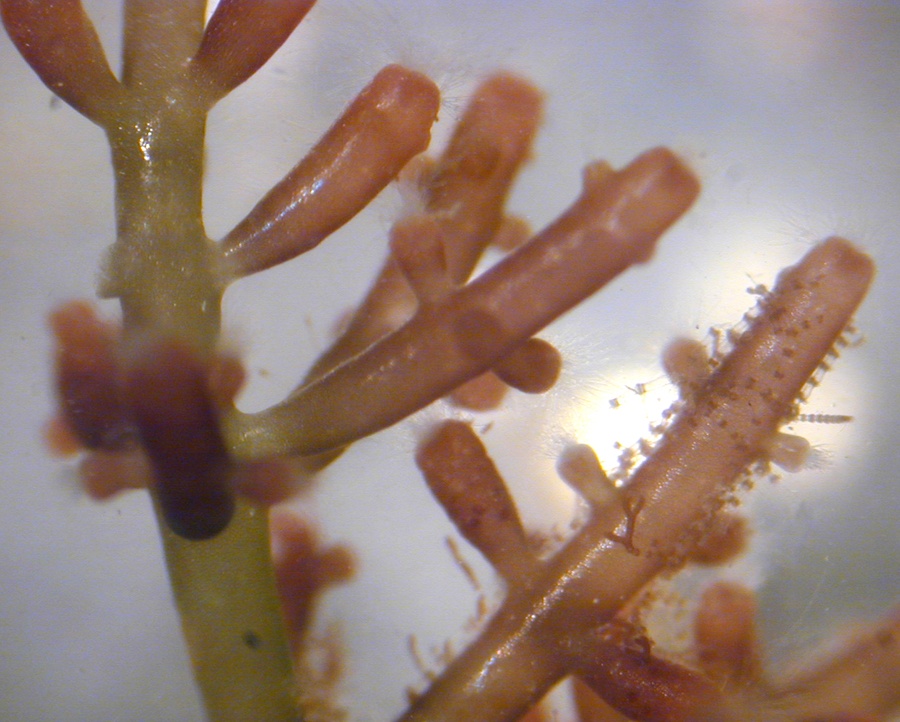  A type of contemporary red algae ( Laurencia  sp.). Image credit: Eric Guinther, Wikimedia.org 