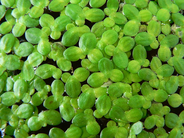  Duckweed, Lemna minor. CC BY-SA 3.0, Wikimedia.org 