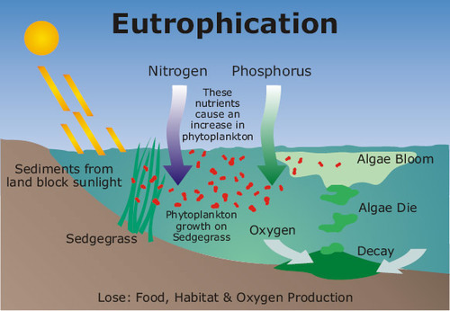  Excess run-off speeds up the eutrophic process, decreasing water quality and aging ponds prematurely. 