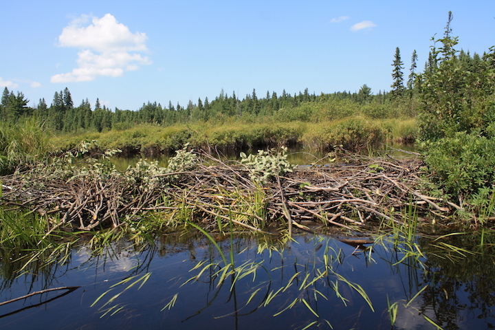  Algonquin Beaver Dam (en.wikipedia.org). 