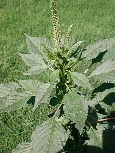  Palmer amaranth. By Pompilid - Own work, CC BY-SA 3.0, Wikimedia.org 