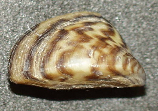  A close-up of a zebra mussel, bearing a pattern typical of the species. Credit: Public Domain, https://commons.wikimedia.org/w/index.php?curid=352698 