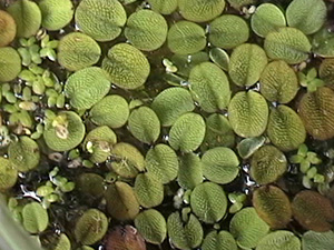  Duckweed Description, Range, Aggressiveness and Treatments. 