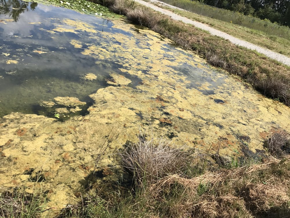  Filamentous (mat-forming) algae 